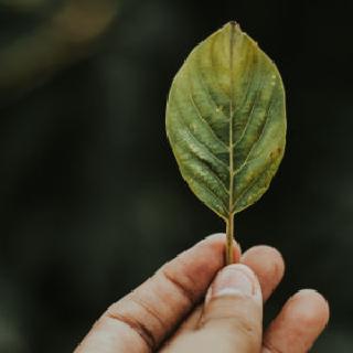 green.jpg
